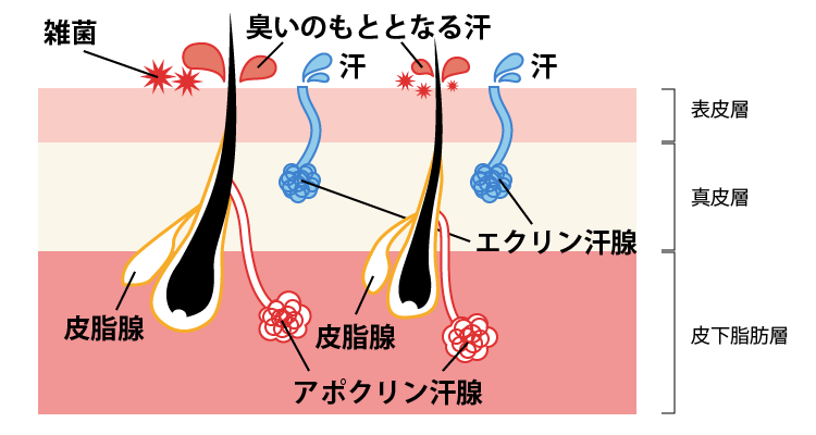 ボトックス